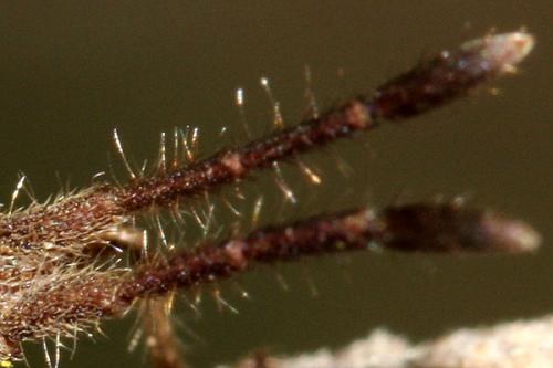 Coriomeris hirticornis