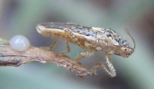 Brachycarenus tigrinus