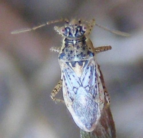 Brachycarenus tigrinus
