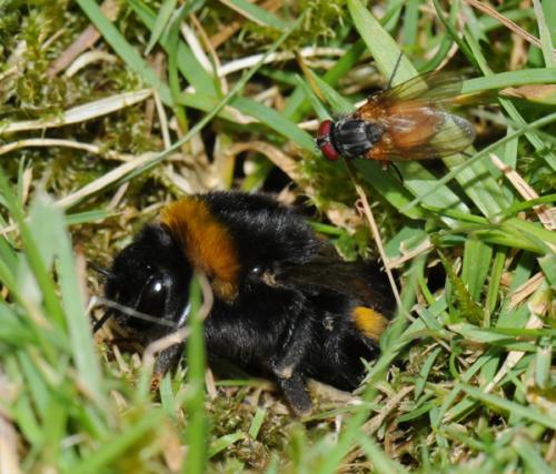 Fannia lustrator