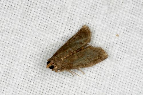 Réf. 34 935 : Eccopisa effractella