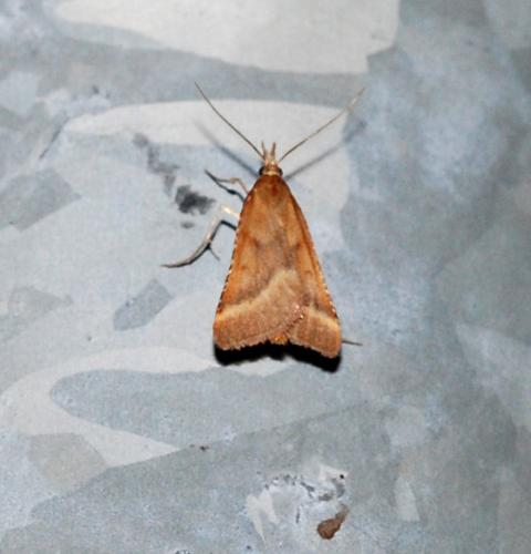 Synaphe punctalis