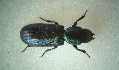 Temnoscheila caerulea
