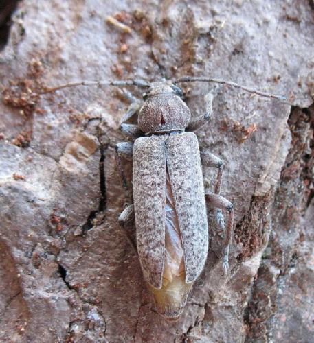 Réf. 34 810 : Trichoferus holosericeus