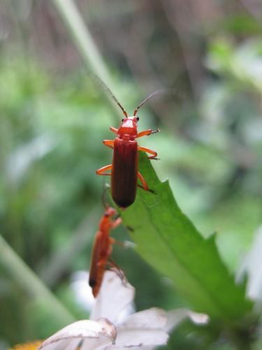 Rhagonycha fulva