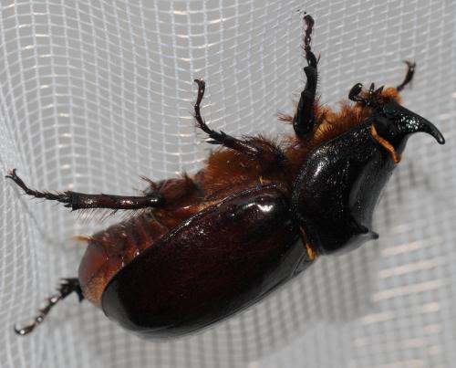 Oryctes nasicornis