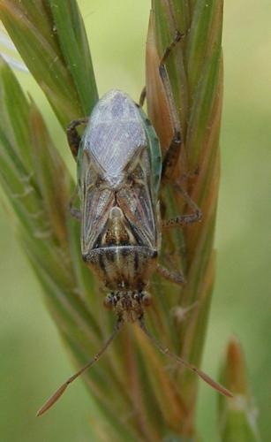 Réf. 34 928 : Stictopleurus sp.