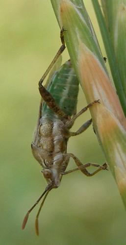 Stictopleurus sp.