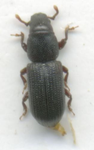 Réf. 34 619 : Rhyncolus punctatulus