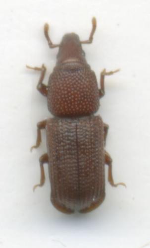 Réf. 34 618 : Rhyncolus reflexus