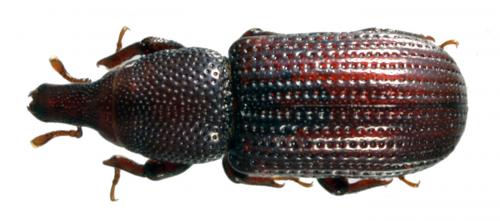 Stereocorynes truncorum