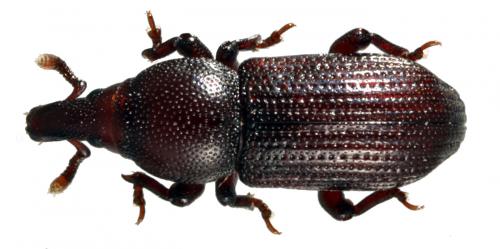 Phloeophagus lignarius