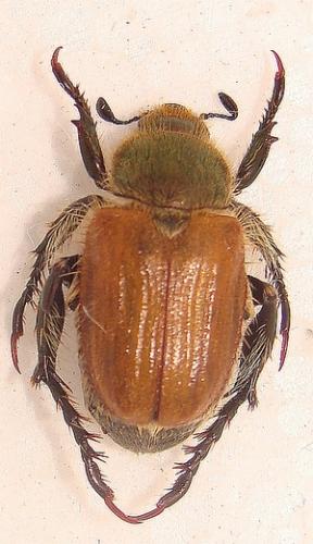 Chaetopteroplia segetum
