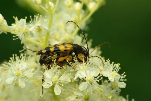 Réf. 34 439 : Rutpela maculata