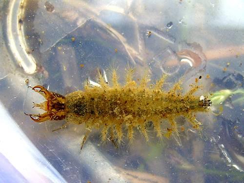 Réf. 34 207 : Hydrochara caraboides