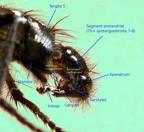Sarcophaga variegata