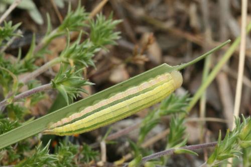 Réf. 34 125 : Hipparchia statilinus