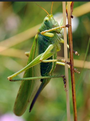 Tettigonia viridissima