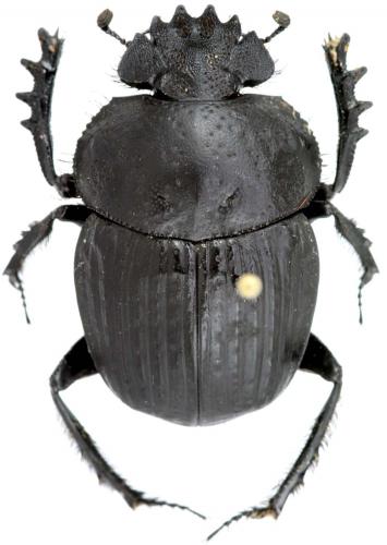 Scarabaeus catenatus