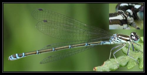 Coenagrion puella