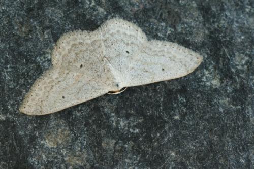 Réf. 34 238 : Scopula incanata