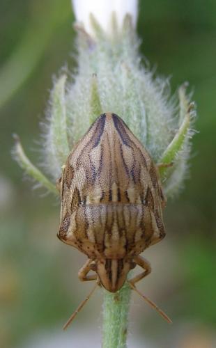 Réf. 34 315 : Odontotarsus robustus