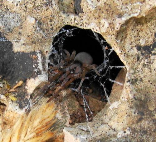 Filistata insidiatrix