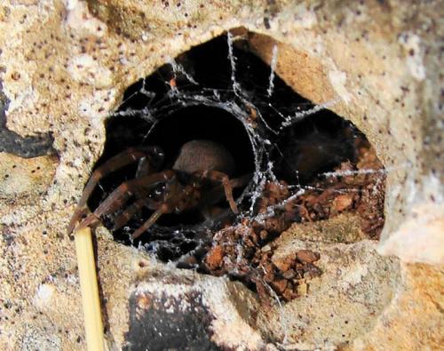 Filistata insidiatrix