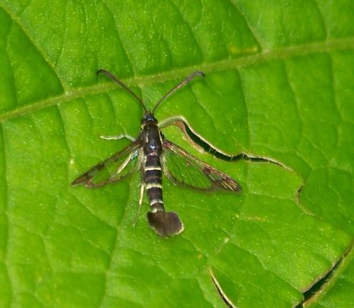 Réf. 34 156 : Synanthedon tipuliformis