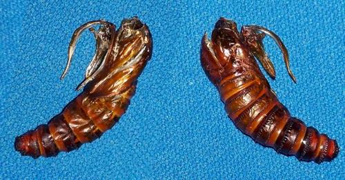 Sesia apiformis