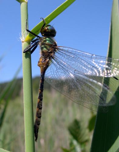 Somatochlora flavomaculata