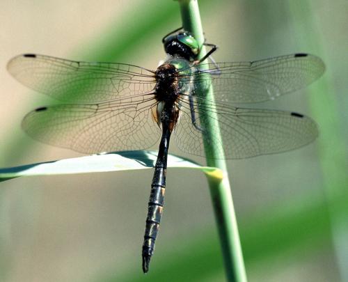 Somatochlora flavomaculata