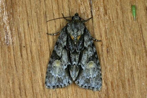 Acronicta strigosa