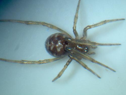 Steatoda triangulosa