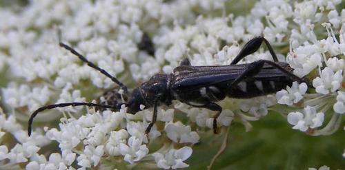 Stenopterus ater