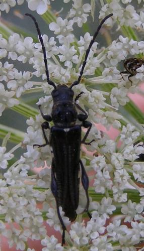 Réf. 34 176 : Stenopterus ater