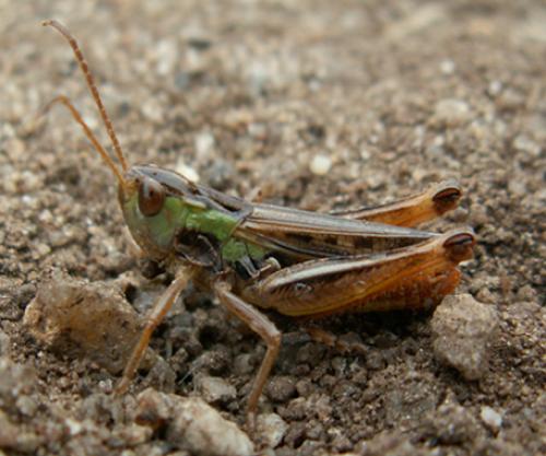 Réf. 34 957 : Stenobothrus nigromaculatus nigromaculatus