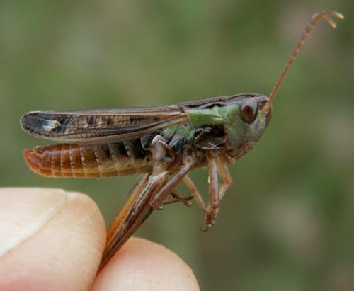 Stenobothrus nigromaculatus nigromaculatus