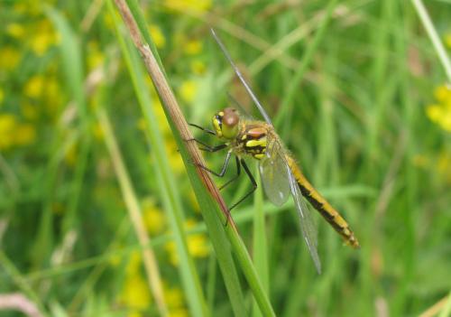 Réf. 34 244 : Sympetrum danae