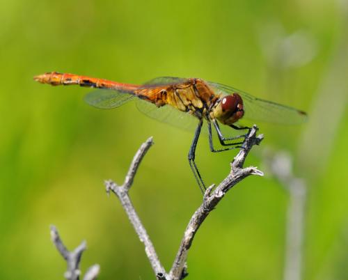 Sympetrum sanguineum
