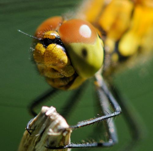Sympetrum sanguineum