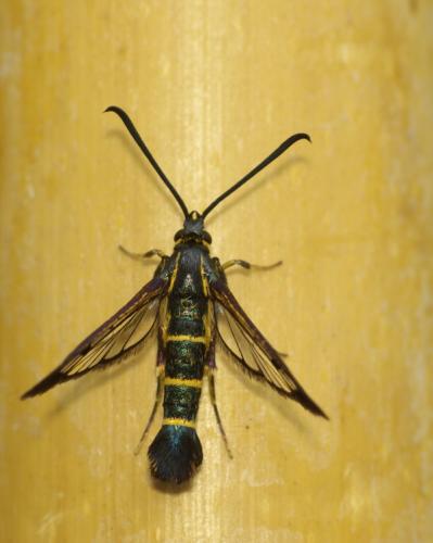 Synanthedon sp.