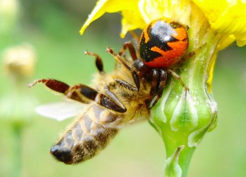 Synema globosum