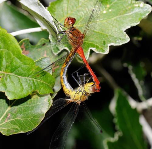 Réf. 34 855 : Sympetrum sanguineum