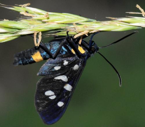 Amata phegea
