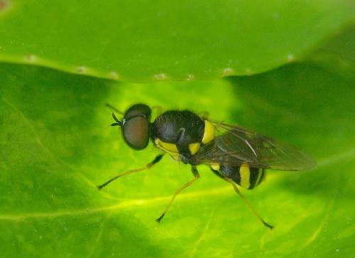Réf. 34 651 : Oxycera rara