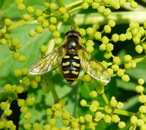 Eupeodes luniger