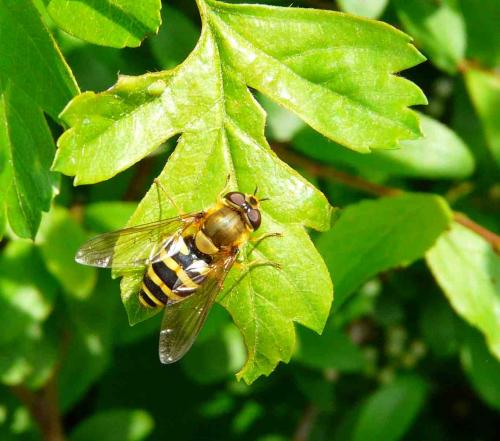 Syrphus ribesii