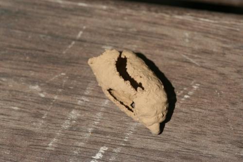 Sceliphron sp.