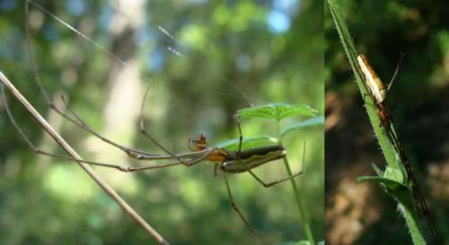 Tetragnatha sp.